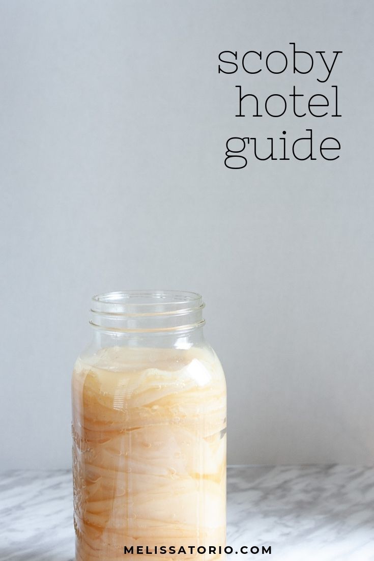 SCOBY hotel